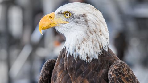Белоголовый орлан стал официальной национальной птицей США