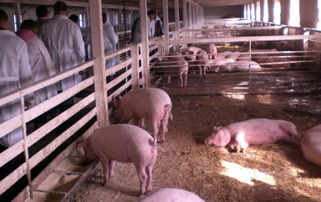 В Ассоциации свиноводов зафиксировали подъем на рынке живца с середины ноября