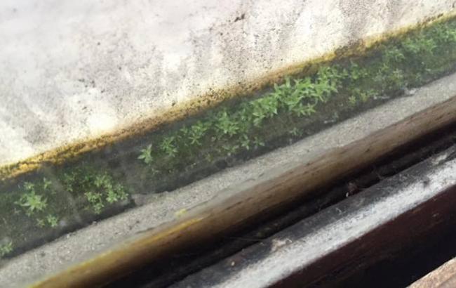 В поезде "Укрзализныци" появилась "приватная клумба"