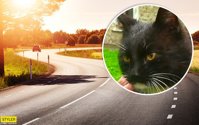 Ми були шоковані: вражаюча історія кота-мандрівника