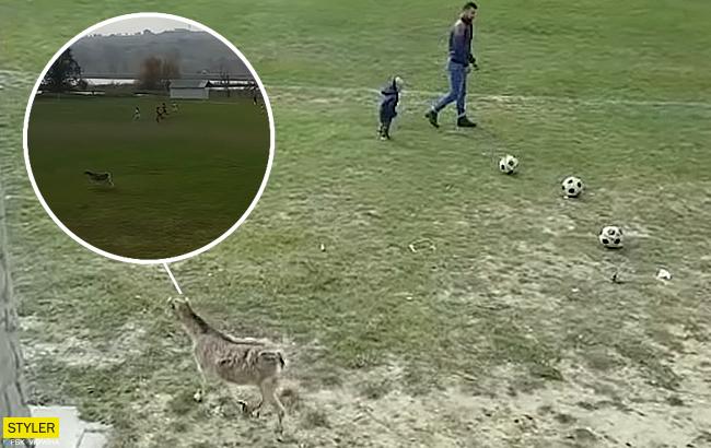 Побежала праздновать: коза привела в восторг зрителей футбола
