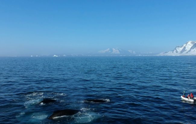 Українські полярники показали святкових гостей: ними виявилися кити (фото)