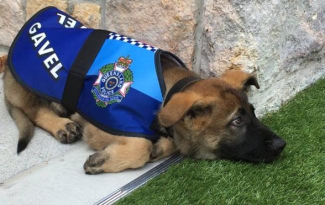 В Австралії собаку звільнили з поліції за дружелюбність