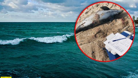 В оккупированном Крыму массово гибнут дельфины: что происходит