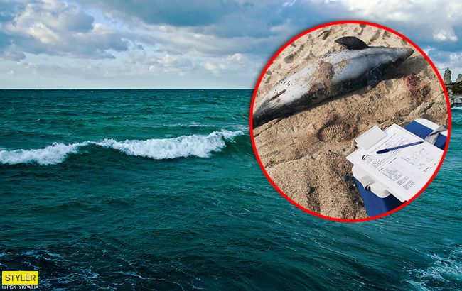 В оккупированном Крыму массово гибнут дельфины: что происходит