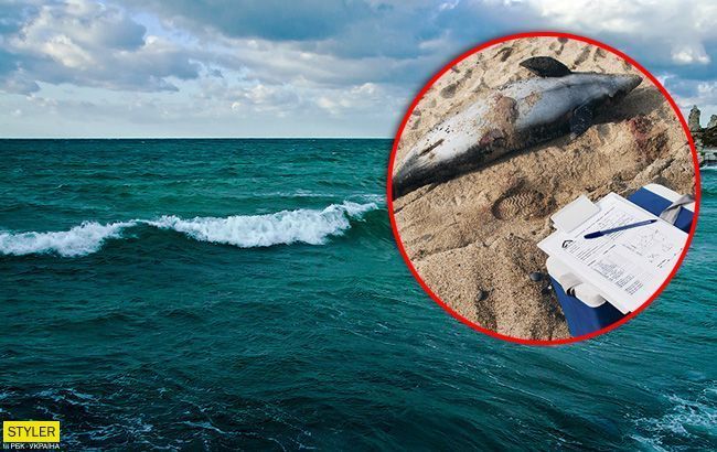 Экологическая катастрофа: в Крыму массово гибнут дельфины