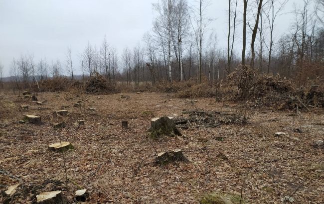 В Житомирской области обнаружили масштабную вырубку лесов