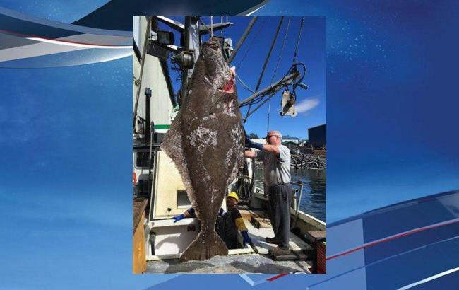 На Аляске поймали рыбу весом 180 кг