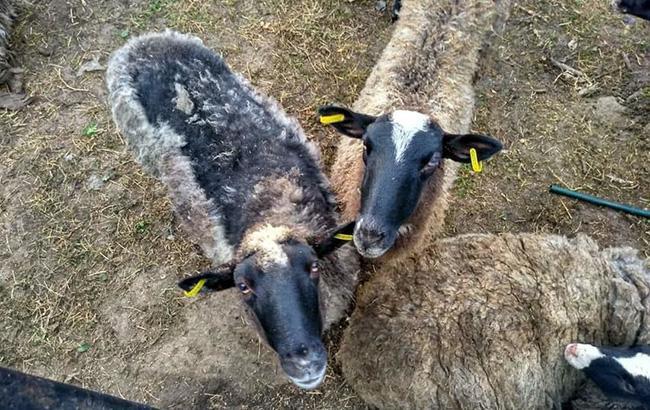 Овцы в Черноморском порту: животные гибнут на новом месте