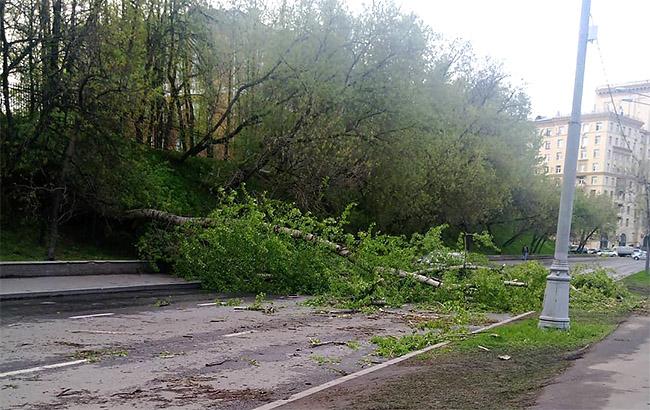 В Черкассах на группу школьников упало дерево, четверых детей госпитализировали