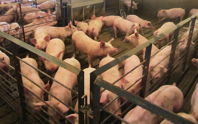РФ заявляет об обнаружении в Украине эпидемической диареи свиней
