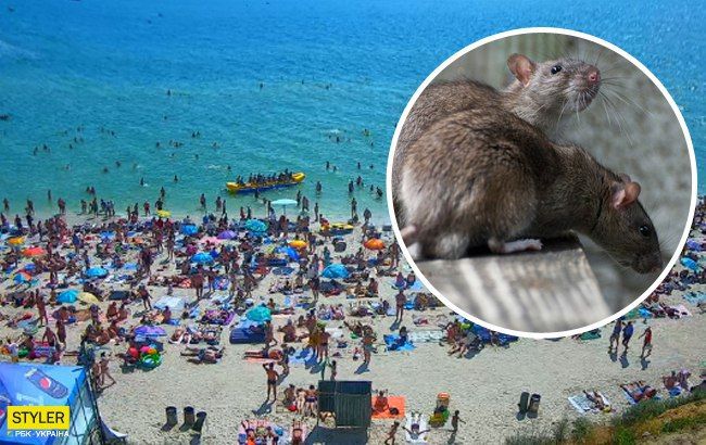 Гори сміття, щури і гадюки: жахи курортної Кирилівки показали в мережі