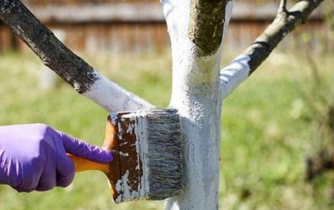 Нужно ли белить деревья в саду в ноябре?