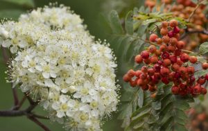 Потужний оберіг для дому: яке дерево посадити біля оселі на щастя та добробут
