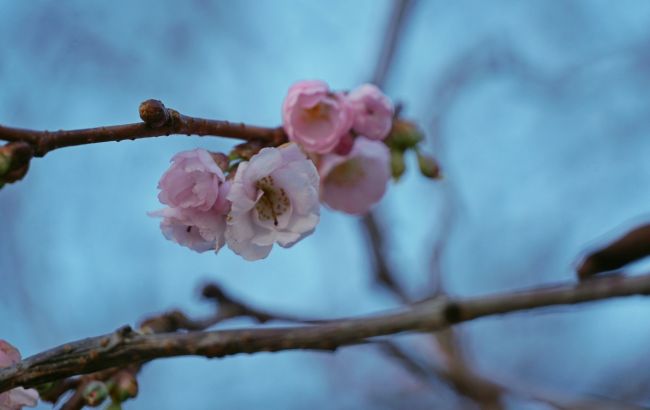 Пока в стране морозы. В Мукачево расцвела "бешеная" сакура (фото)