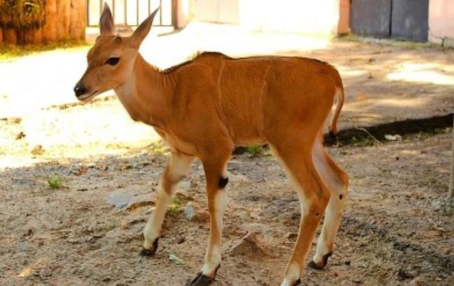 В Харькове в зоопарке родилась антилопа
