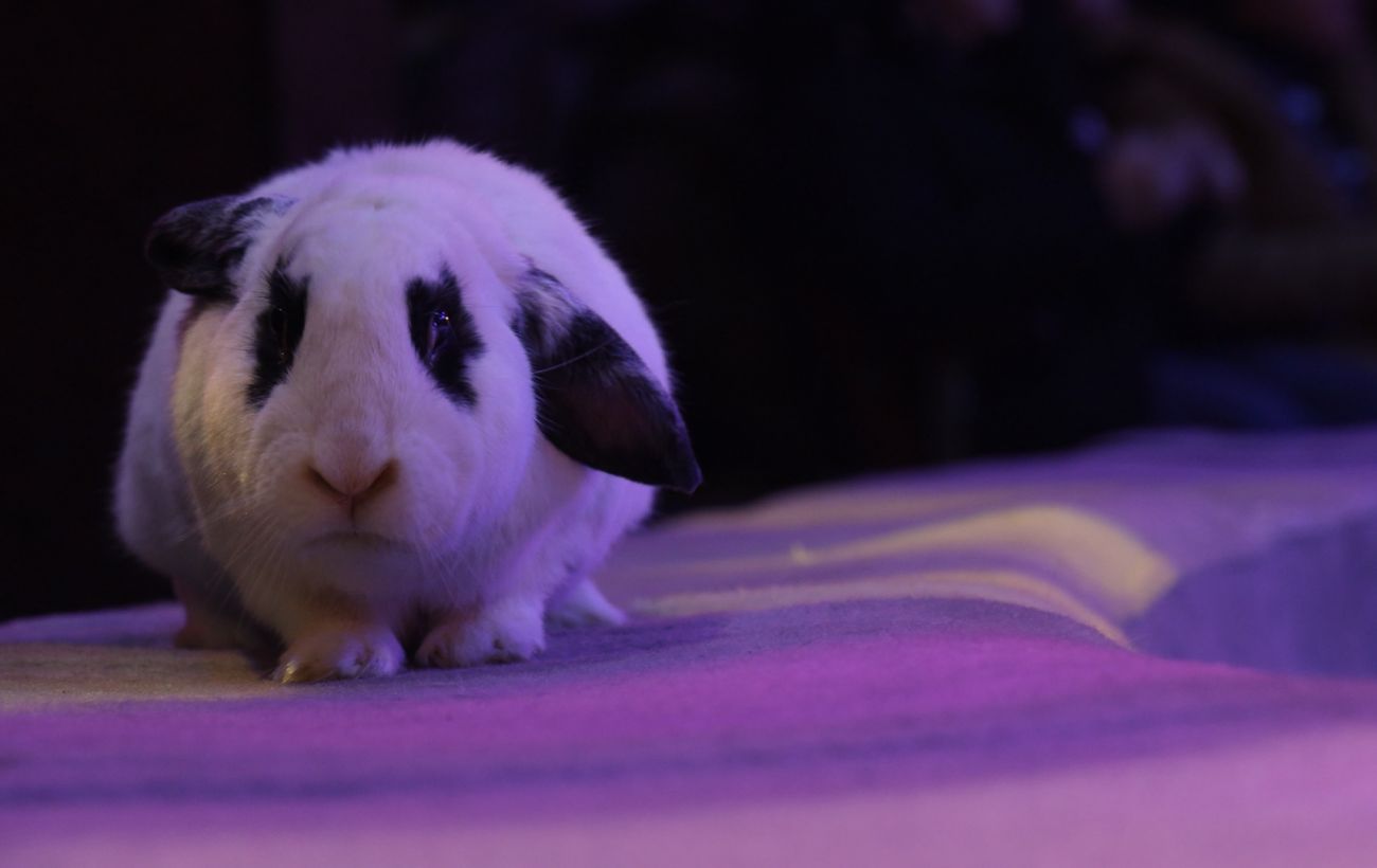 Культурна спадщина чи жорстокість: чому тварини досі виступають у Національному цирку