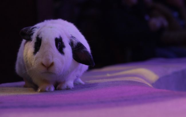 Культурна спадщина чи жорстокість: чому тварини досі виступають у Національному цирку