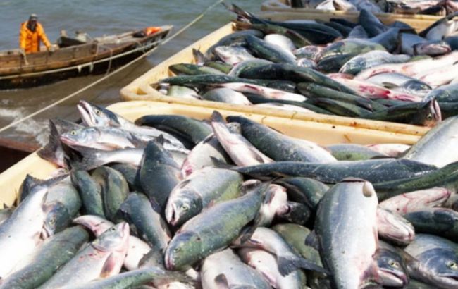 Вилов риби в Україні за 8 місяців впало на 23,4%, - Держстат
