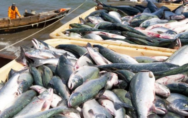 Вылов рыбы в Украине за 9 месяцев упал на 17,9%