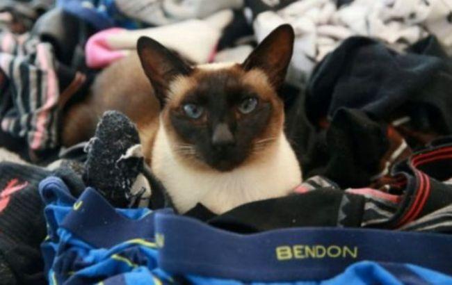 Кошка-фетишистка из Новой Зеландии коллекционировала мужское белье