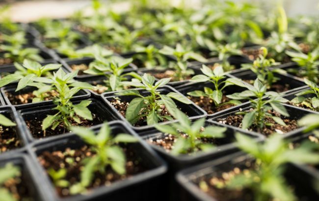 Названа главная ошибка огородников при посеве семян, о которой мало кто догадывается