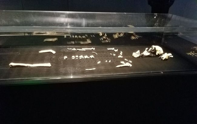 Тайна Homo naledi: открытие кардинально меняет представление о предках человека