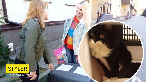 У Польщі волонтери врятували українського кота: власниця їхала за ним тисячу кілометрів