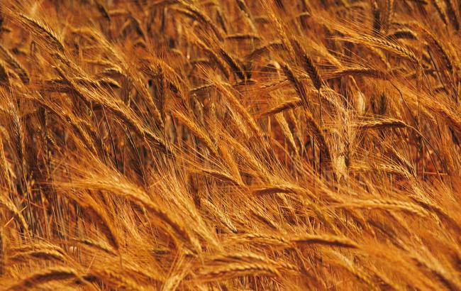 Цены на еду упали на мировом рынке до минимума с 2008 г., - DW