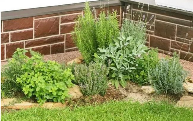 Недооцененное растение, которое должны есть все в течение года