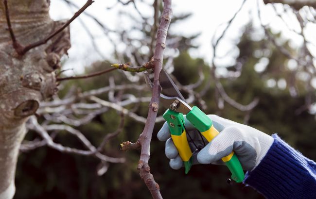 Эти растения в саду нужно обязательно обрезать в феврале. "Отблагодарят" буйным цветением