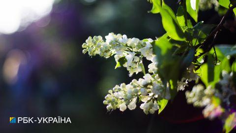 Травень у Києві був майже на 1,5 градуси холоднішим за норму