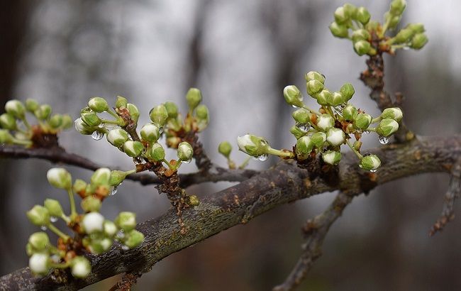 В Украину возвращаются дожди: каким областям не повезет с погодой