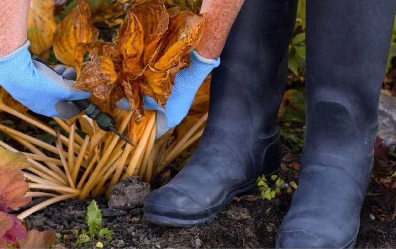 Посадіть одну річ в саду до морозів, щоб навесні він розквітнув