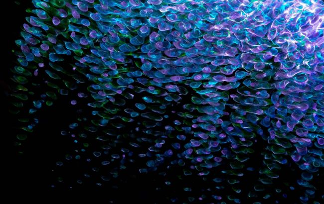 Ученые создали живые клетки с нуля: что показал эксперимент SpudCells