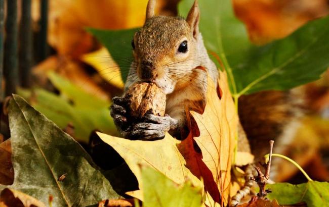 Погода на сьогодні: в Україні без опадів, температура до +17