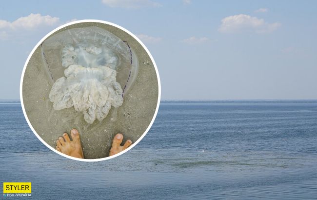 Медузы перекочевали в воды Днепра: где обнаружили морских обитателей