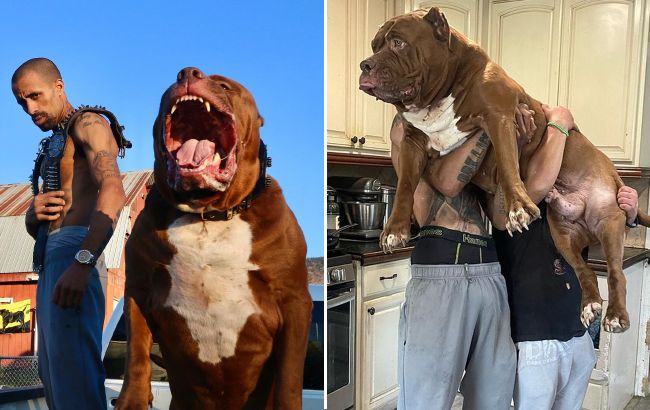 Ось як виглядає найбільший пітбуль у світі вагою 80 кг (фото)
