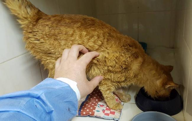 У Києві волонтери врятували кота, якому машина розчавила голову