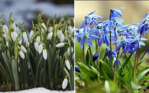 Навесні всі їх плутають: чим відрізняється пролісок від підсніжника і за які квіти можуть покарати