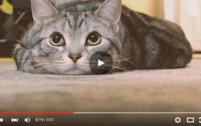 Nissan выпустила социальную рекламу в защиту кошек