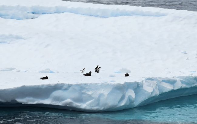Головний хижак Антарктики: полярникам вдалося "спіймати" на відео хитрого крадія яєць пінгвінів