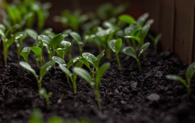 Ошибки при выращивании рассады, которые погубят ваш урожай