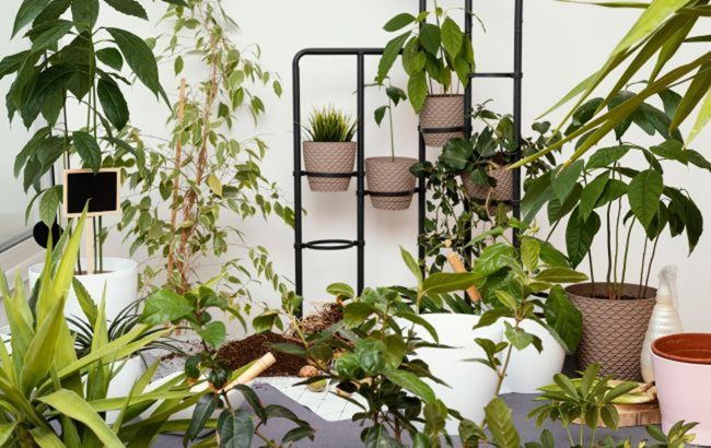 Спасут от стресса и привлекут удачу. Названы комнатные растения, которые сделают вас счастливыми