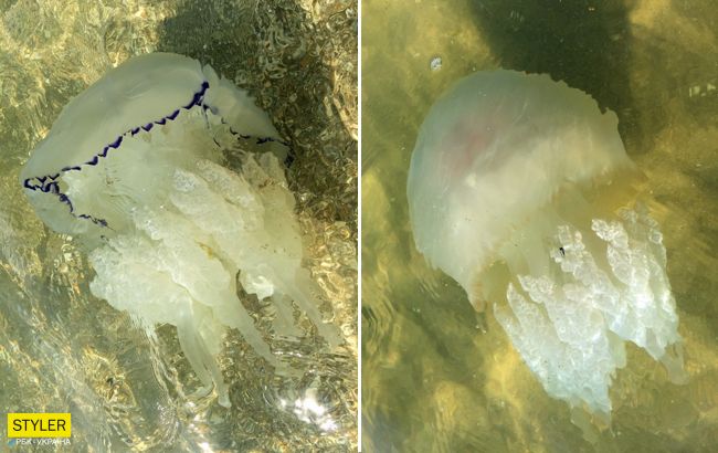 Популярный украинский курорт атакуют медузы: с пляжа их вывозят тачками