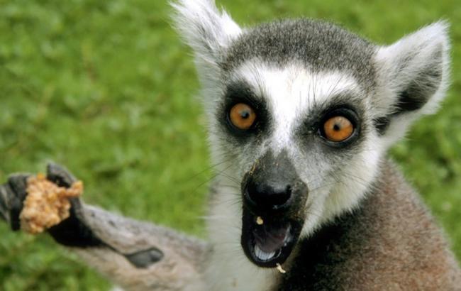Из Черкасского зоопарка похитили лемура за тысячу долларов