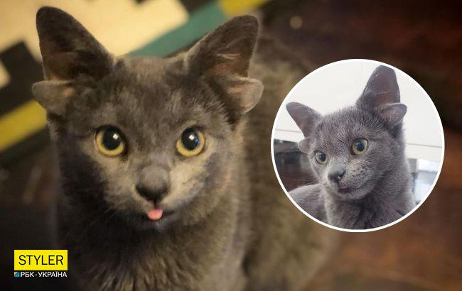 Люди спасли котенка с четырьмя ушами и теперь пушистик - звезда сети (много умилительных фото)