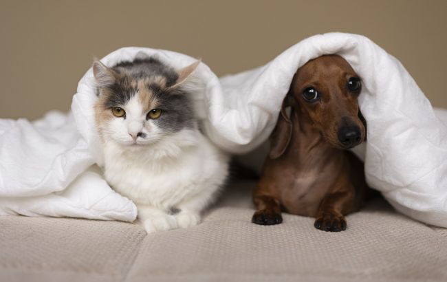 Как назвать кота или собаку. Самые популярные и прикольные клички