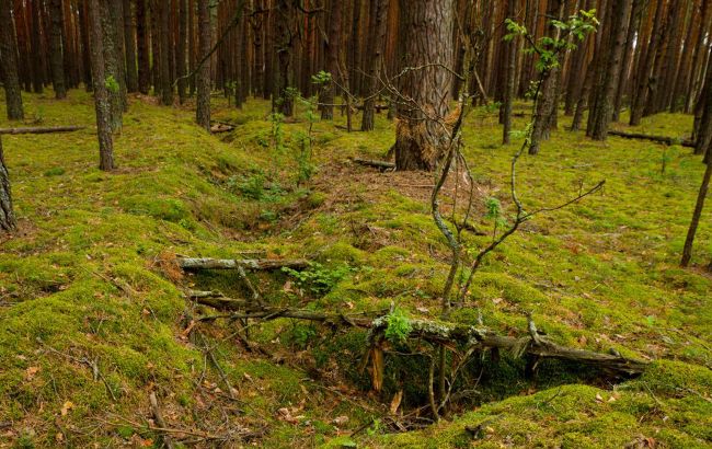 Окопы Второй мировой стали домом для животных: необычная находка в Чернобыле (фото)