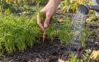 Морковь в сентябре еще мелкая: правильный полив и прореживание помогут корнеплодам подрасти